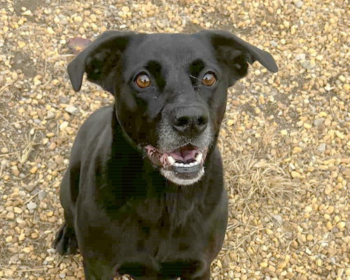picture of the dog needing adoption