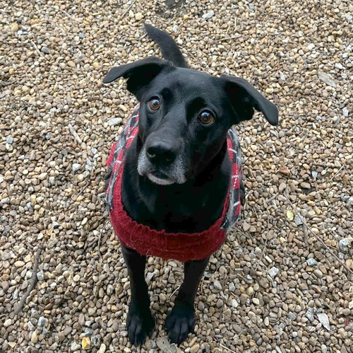 ZANNY - Black Labrador Retriever available for adoption