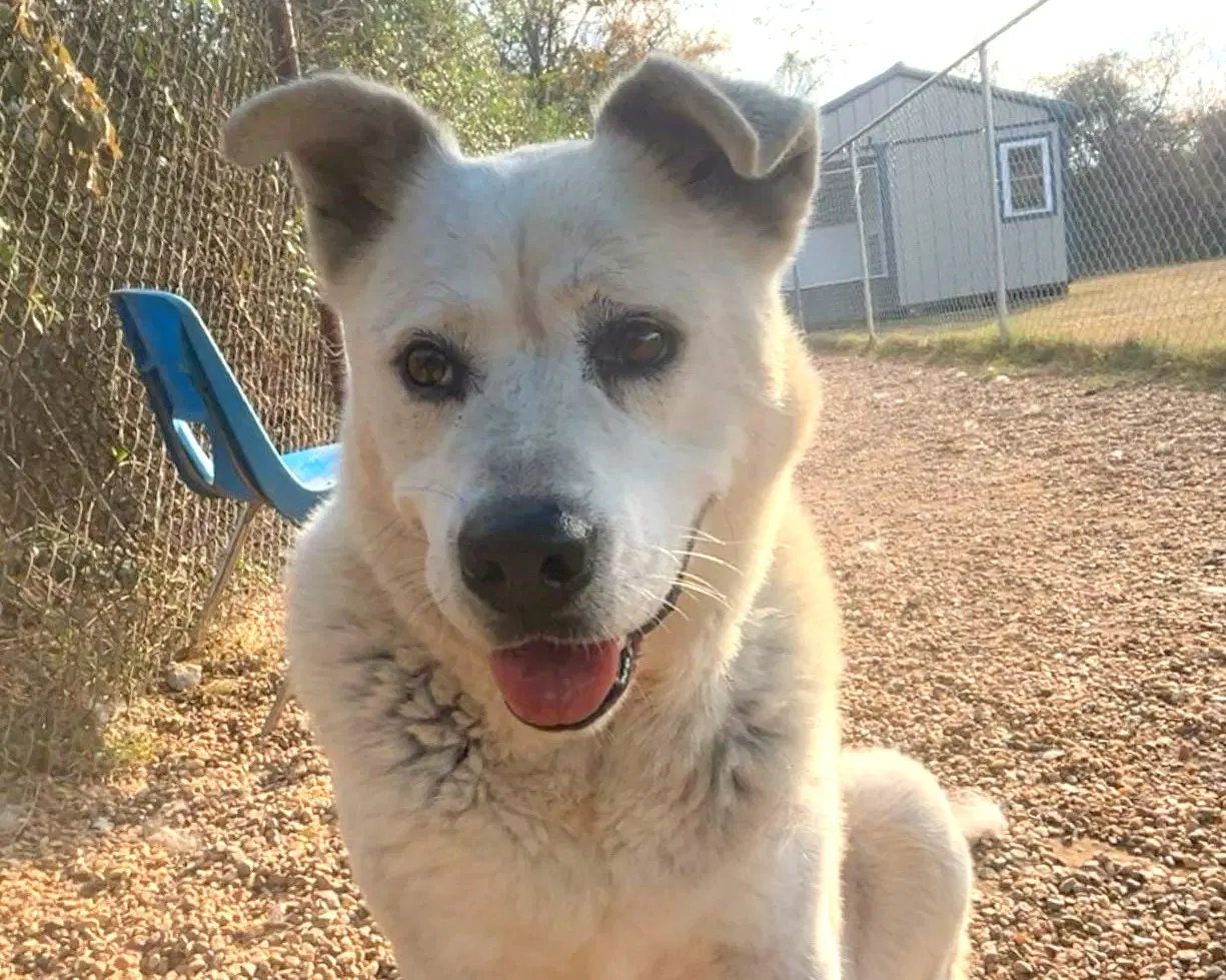 Tucker - Australian Cattle Dog/Blue Heeler
