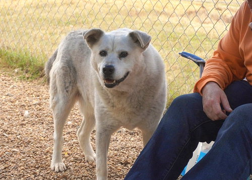 TUCKER - Australian Cattle Dog/Blue Heeler / Husky available for adoption