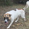 Odin - Photo 2