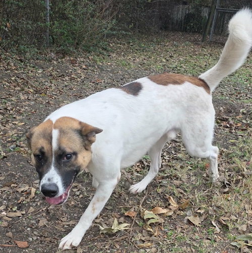 ODIN - Akita / Collie available for adoption
