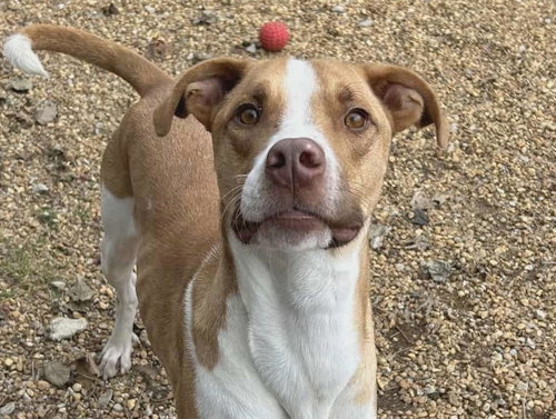picture of the dog needing adoption