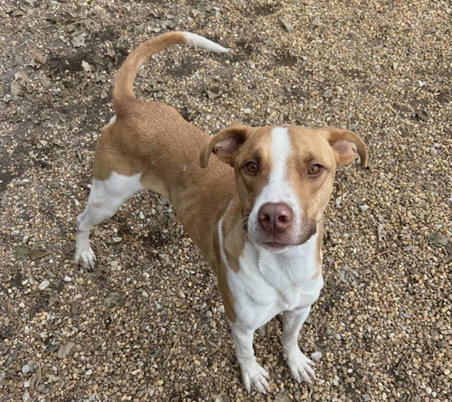 GILBERT - Terrier available for adoption