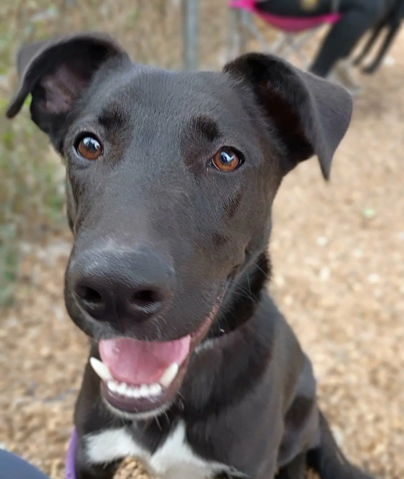 Shyloh - Black Labrador Retriever