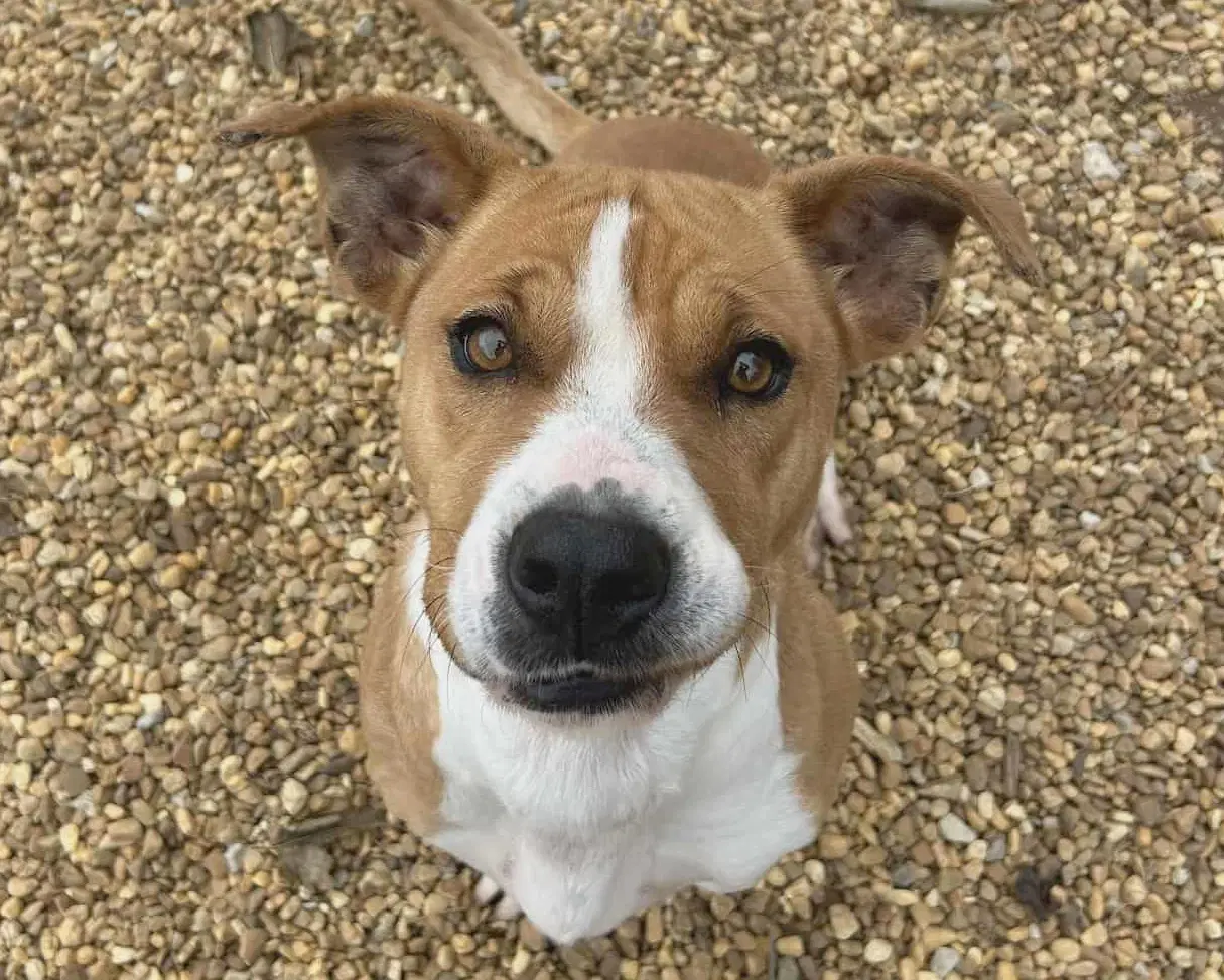 Suzie - Terrier
