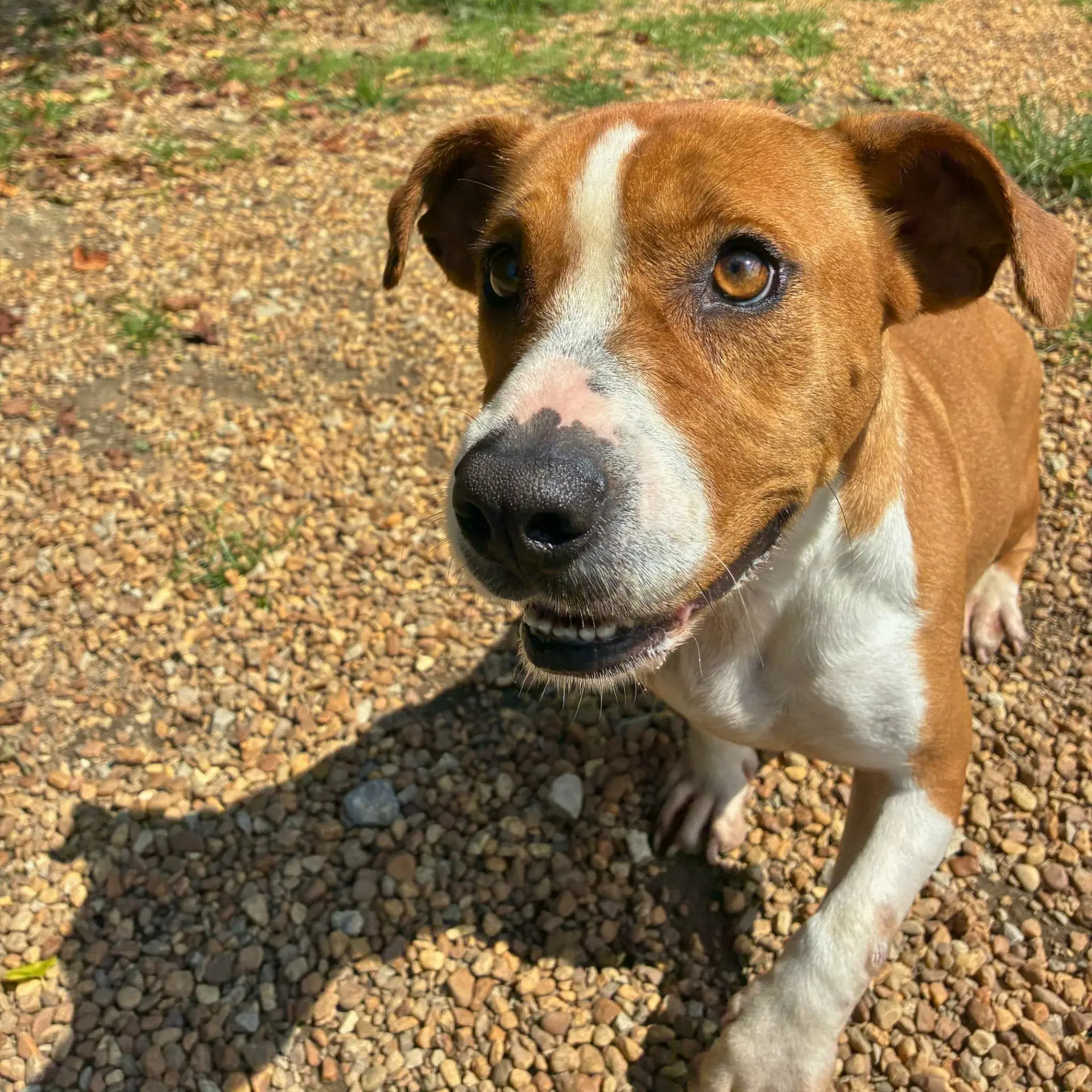 Suzie image 4