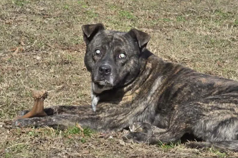 Winston image 3