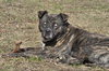 Winston - Photo 3