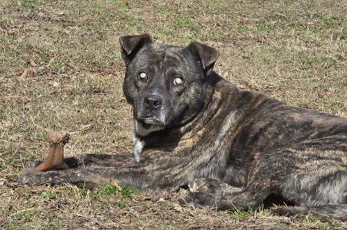 Winston, photo 3