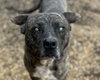 Winston - Photo 4