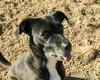 Pebbles - Photo 1
