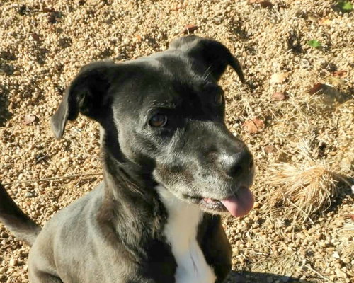 picture of the dog needing adoption