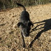 Pebbles - Photo 2