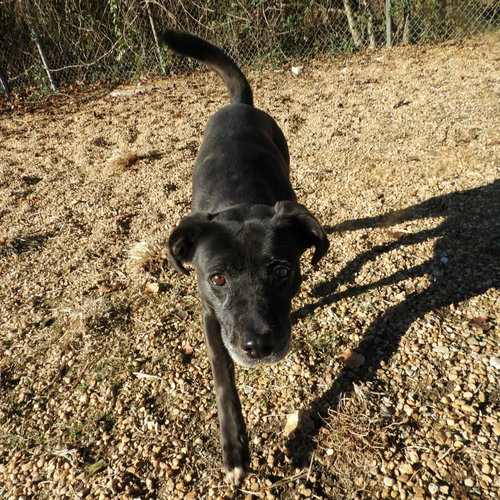 PEBBLES - Labrador Retriever / Feist available for adoption