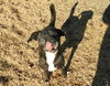 Pebbles - Photo 3