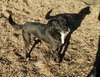 Pebbles - Photo 4