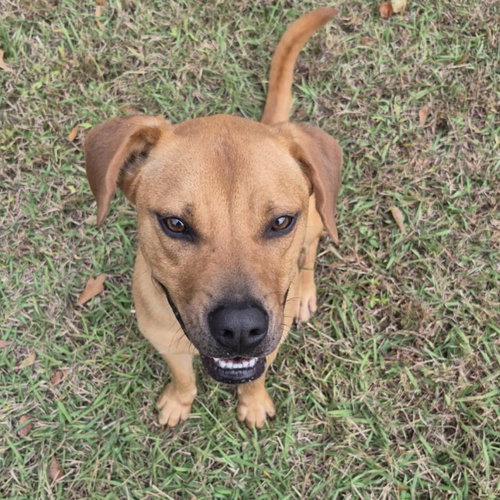 picture of the dog needing adoption