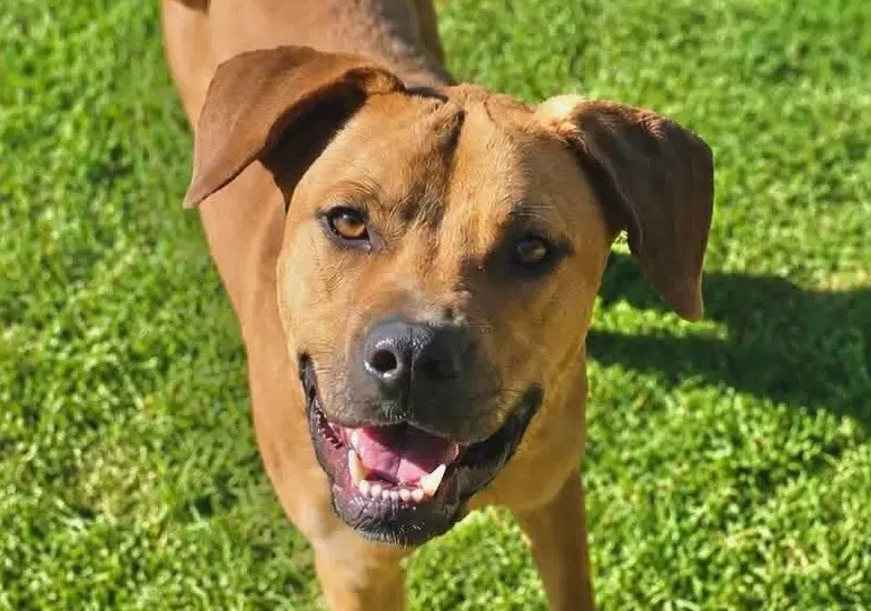 Pluto - Black Mouth Cur