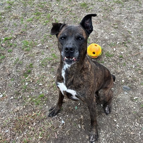 DOROTHY - Mountain Cur available for adoption