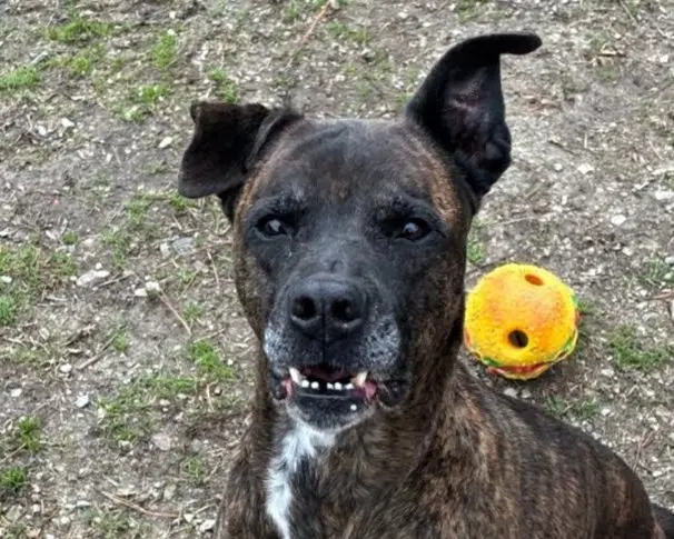 Dorothy - Mountain Cur