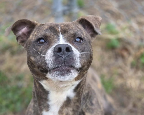picture of the dog needing adoption