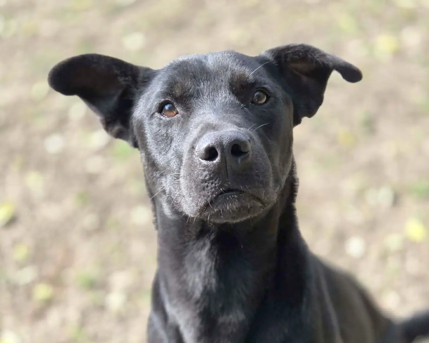 Andy - Labrador Retriever