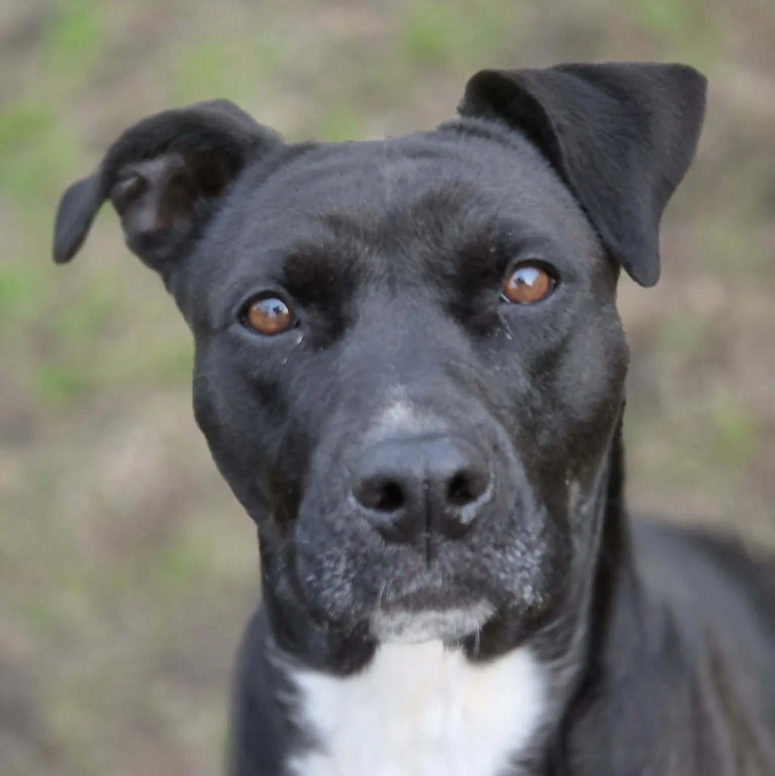 Bonnie - Boxer