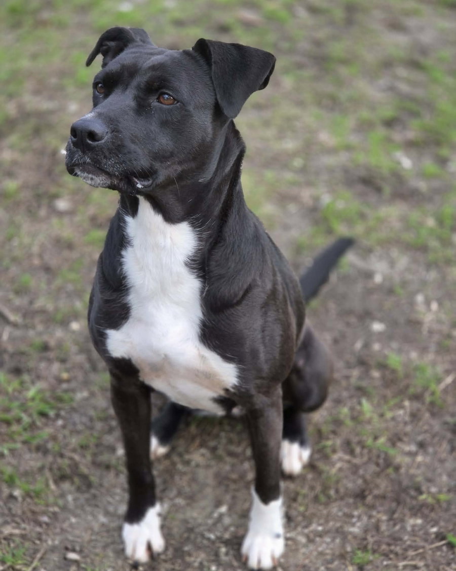 Bonnie