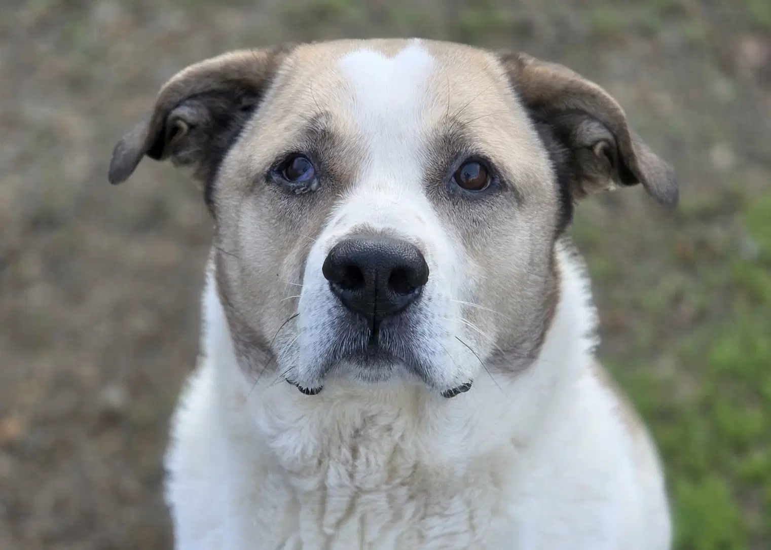Max - Anatolian Shepherd