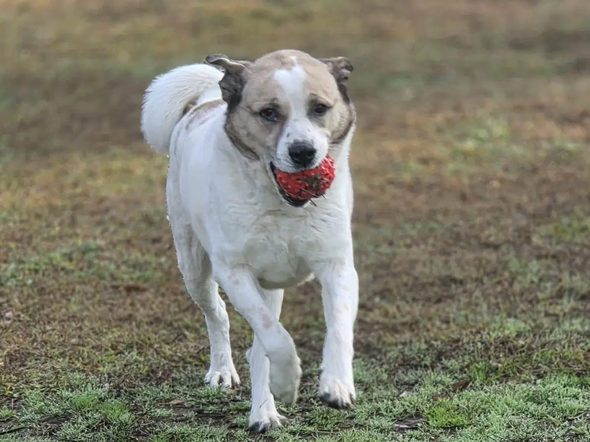 Max image 3