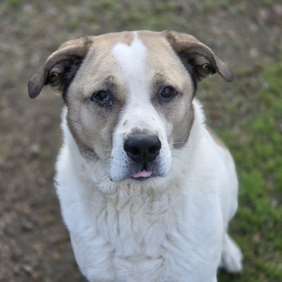 Max
