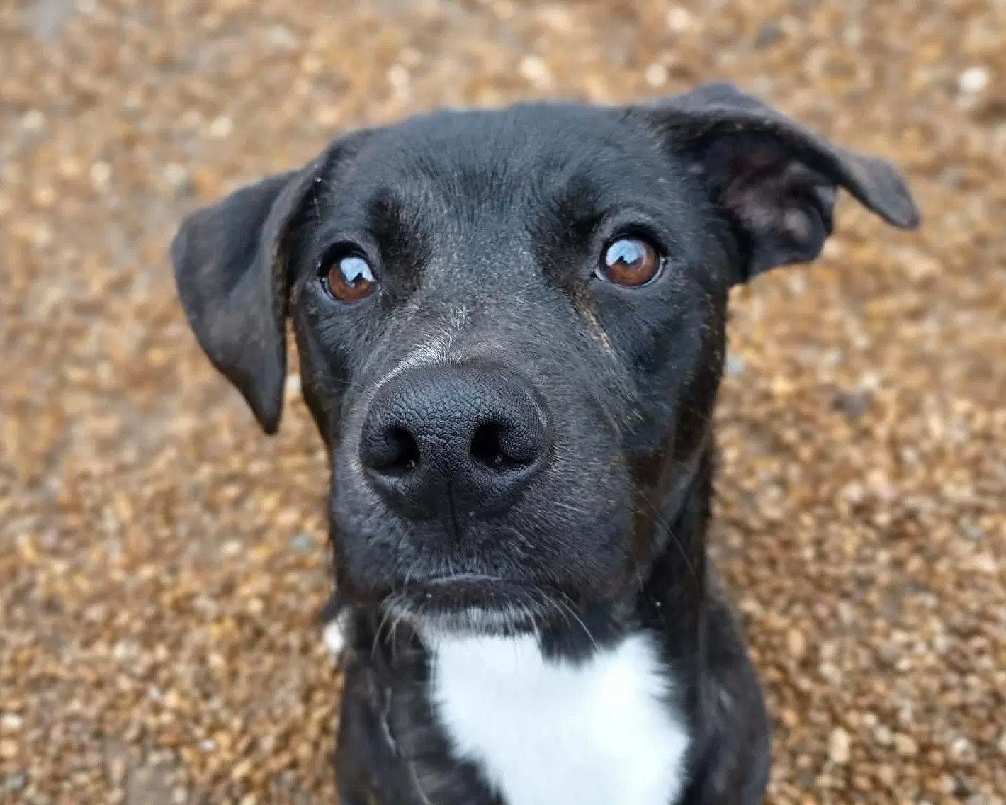 Clark - Black Labrador Retriever