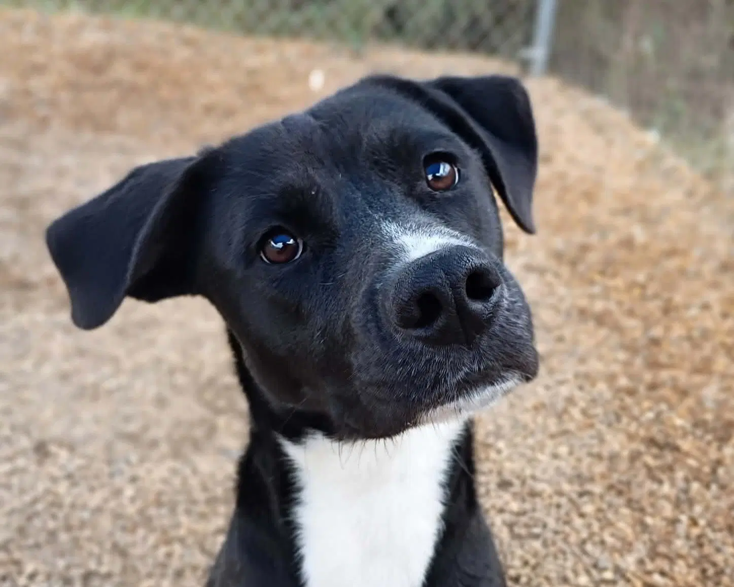 Carol - Black Labrador Retriever