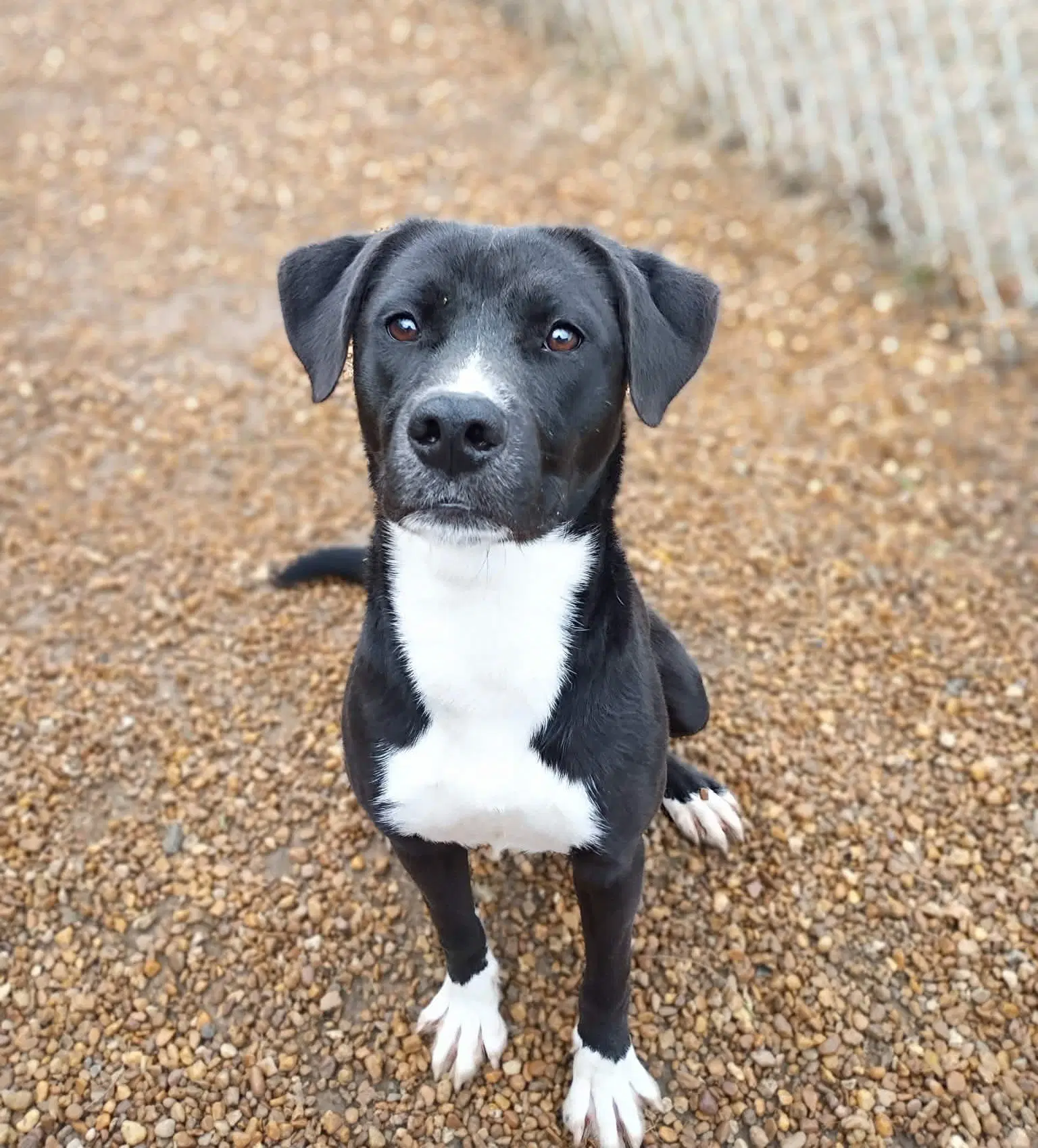 Carol image 4