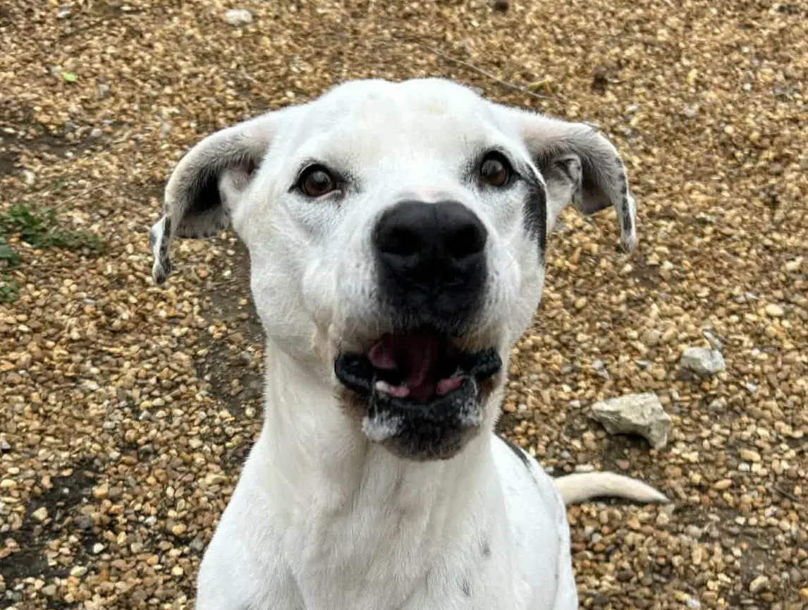 Marley - Pointer