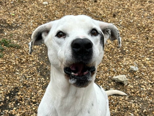 picture of the dog needing adoption