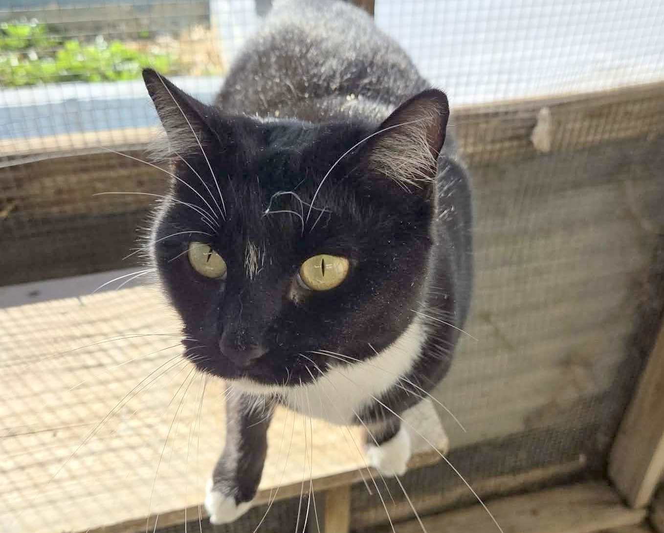 Muffin Image