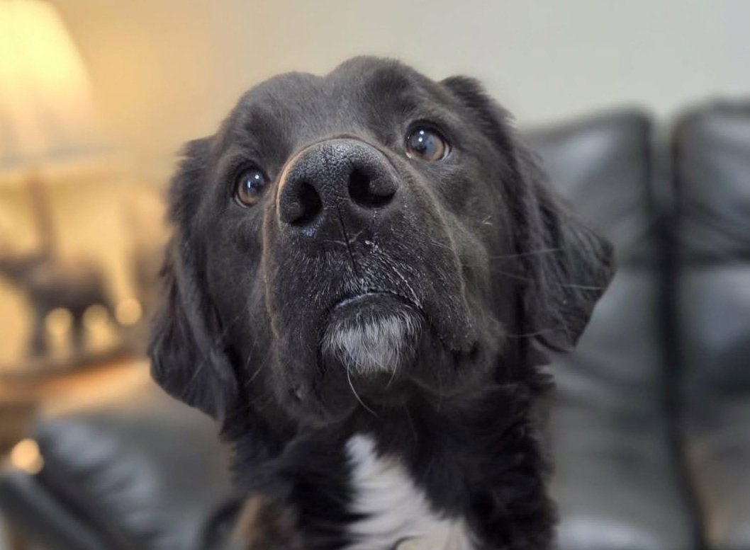 Koda Image