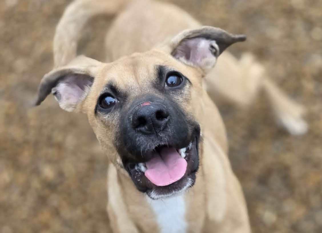 Lola Image