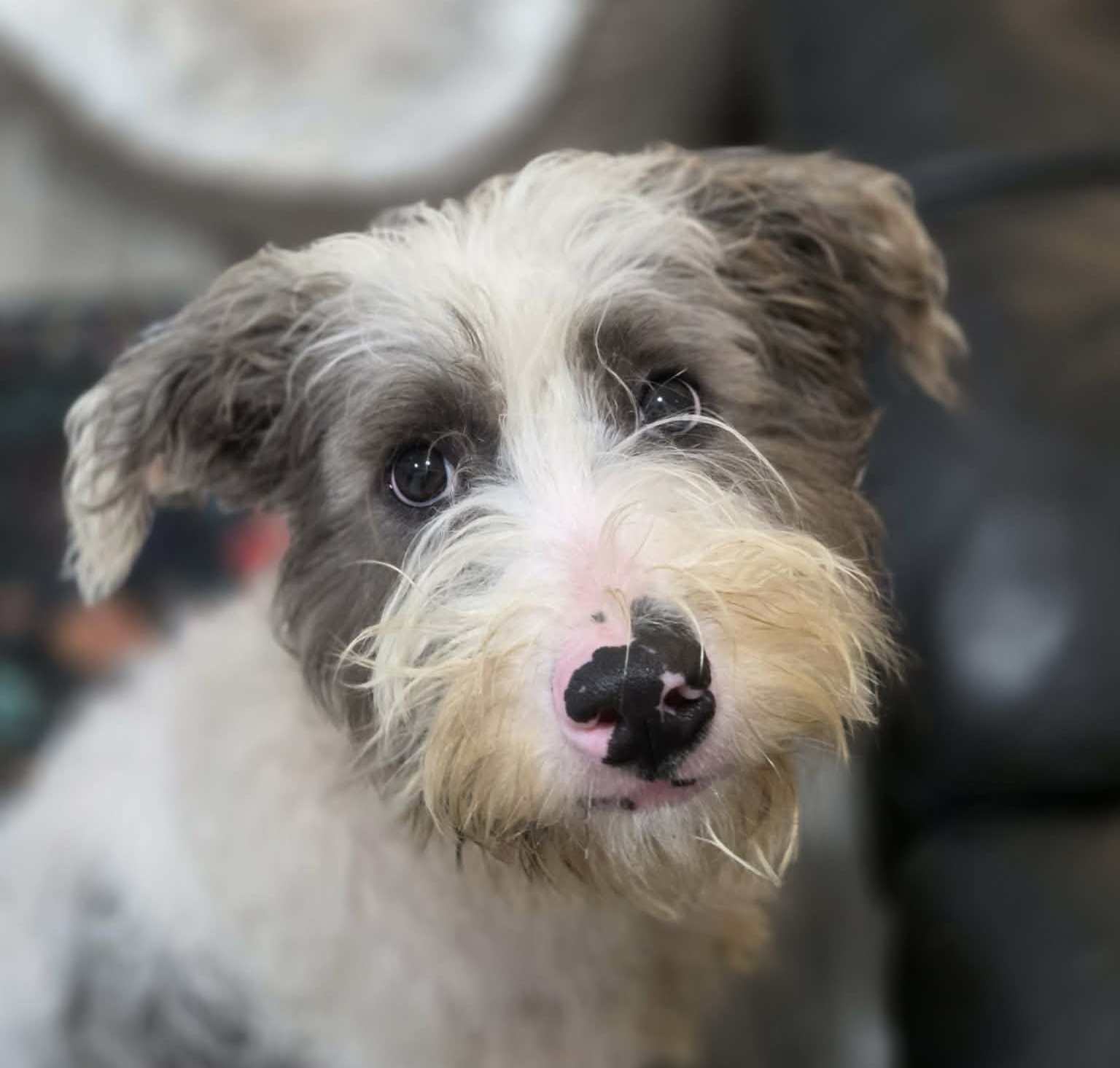 Schnauzer