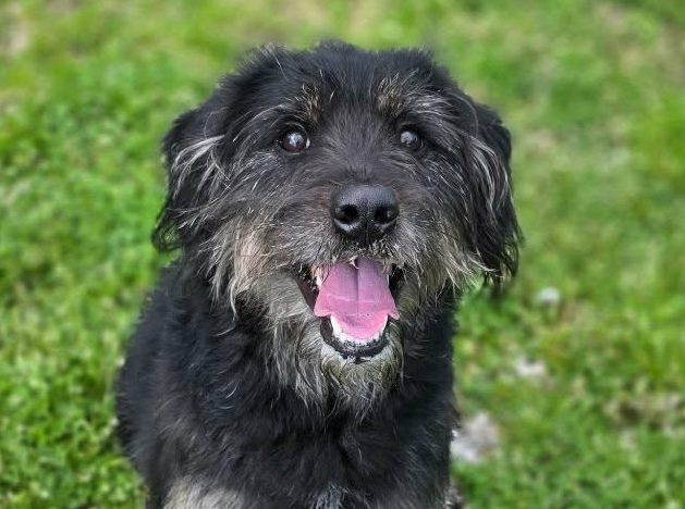 Schnauzer