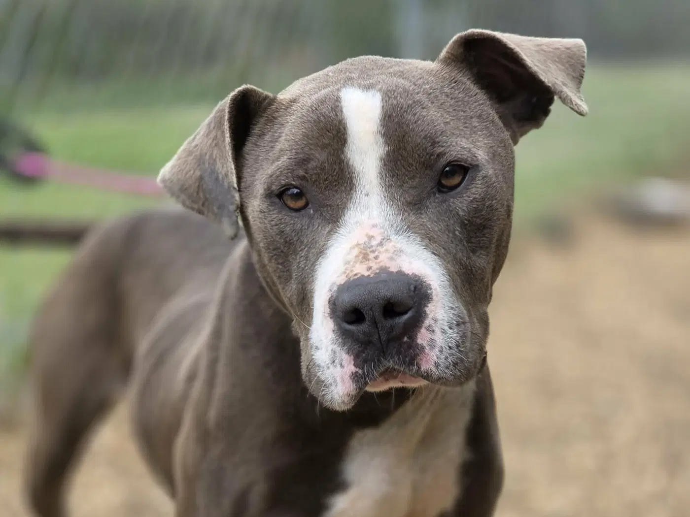 Ivy - Pit Bull Terrier