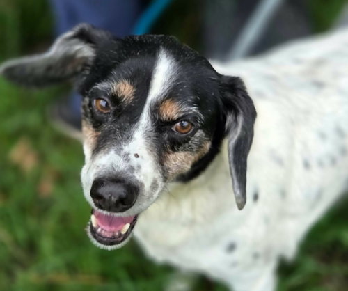 Leroy (& Levon), an adoptable Beagle in Anniston, AL