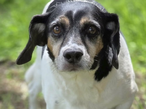 picture of the dog needing adoption