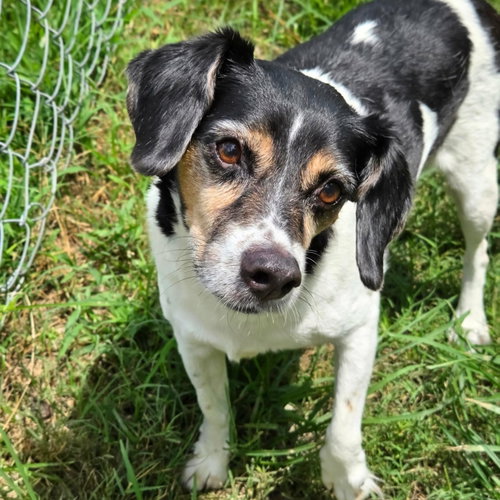 Levon (& Leroy), an adoptable Beagle in Anniston, AL