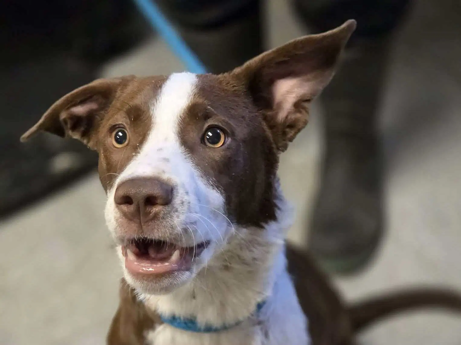 Stacy - Border Collie