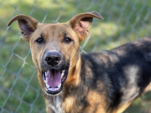 Tanner, an adoptable German Shepherd Dog in Anniston, AL
