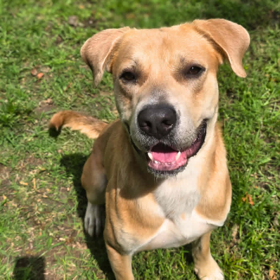 Paddington - Black Mouth Cur