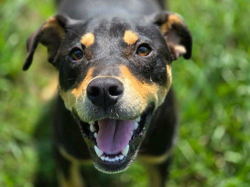 Odessa, an adoptable Rottweiler in Anniston, AL